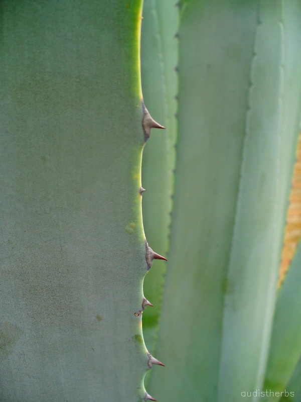 Agave americana leaf1.jpeg